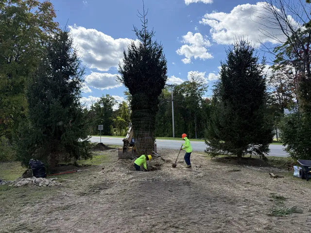 Crew backfilling around a newly set evergreen between two mature spruces