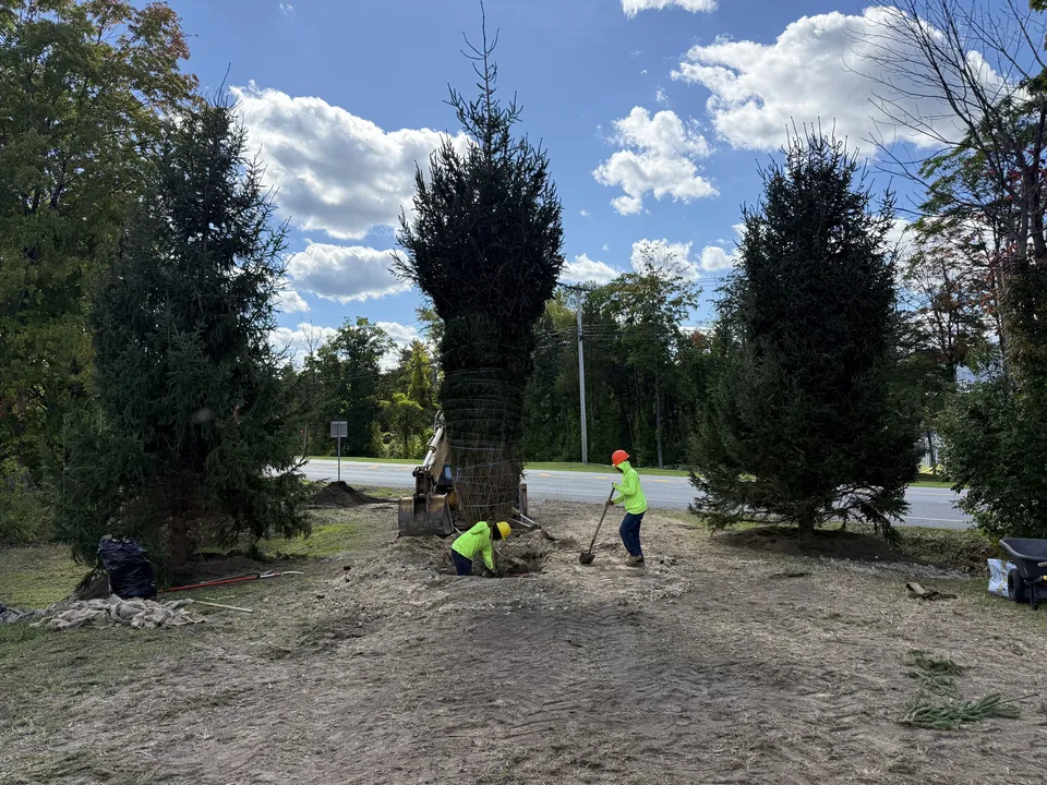 Crew backfilling around a newly set evergreen between two mature spruces