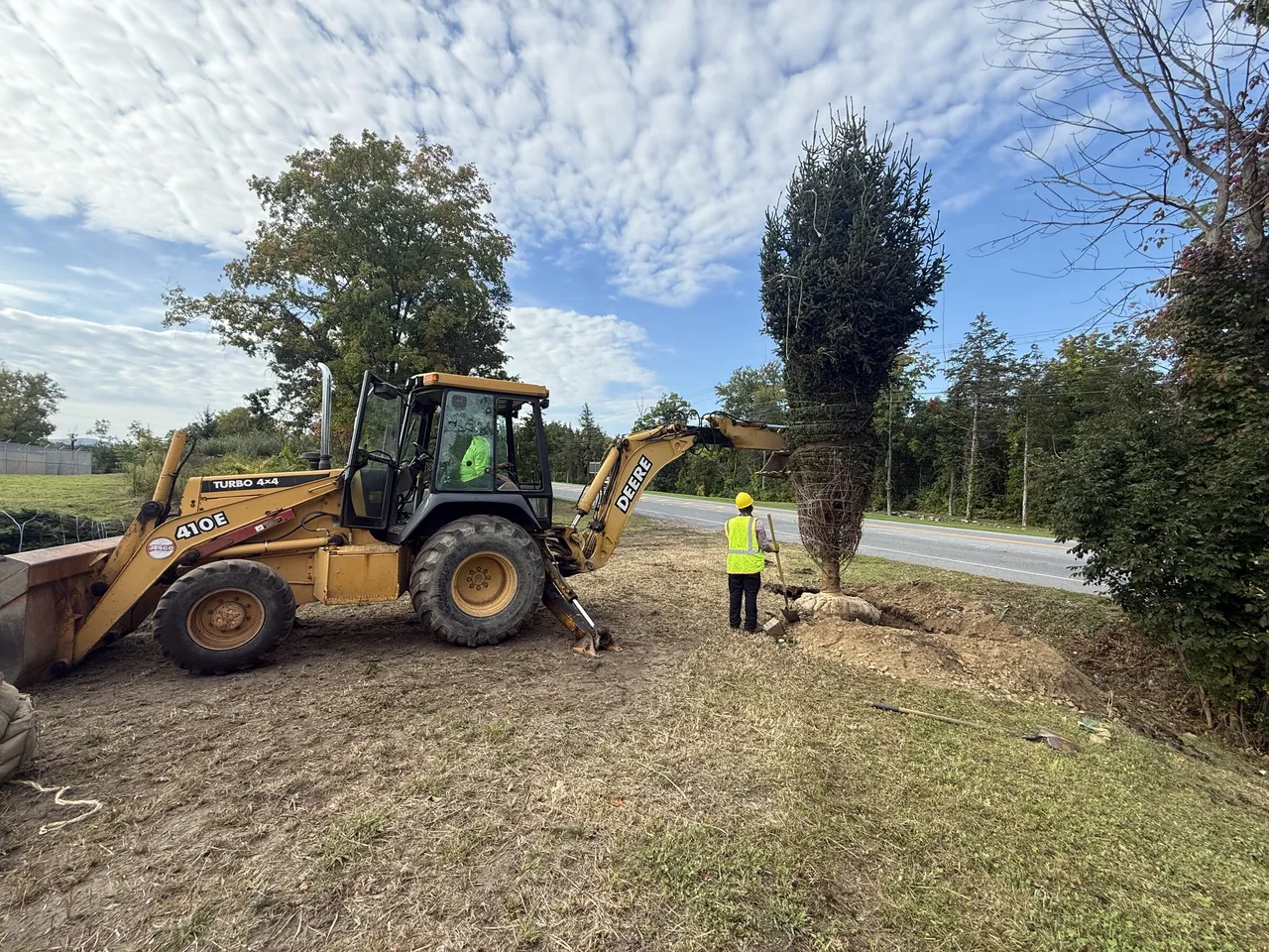 Backhoe lowering a tall balled evergreen into its planting hole