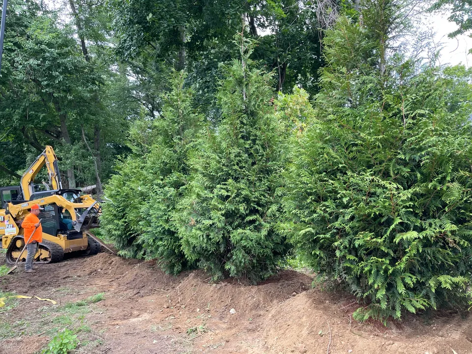 Evergreen screen planting in progress with the excavator
