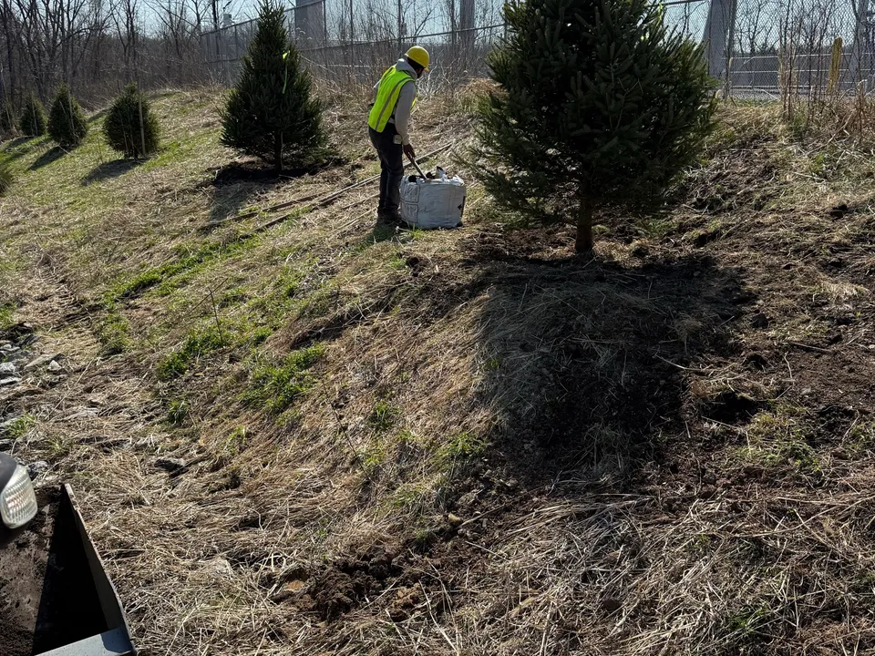 Evergreen screen planted along a slope