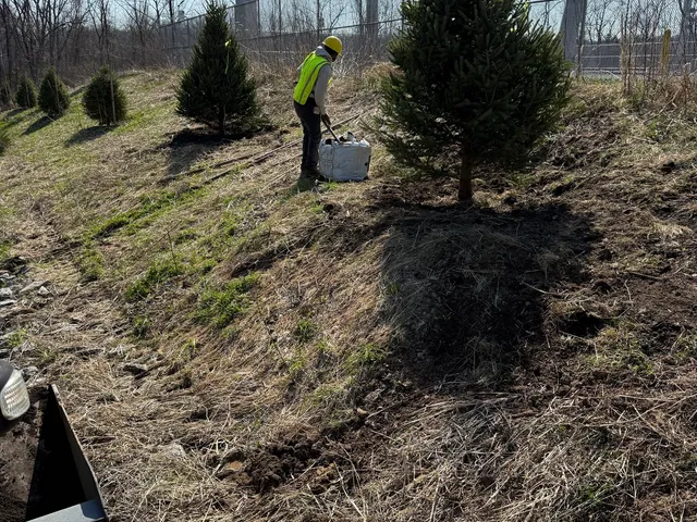 Evergreen screen planted along a slope