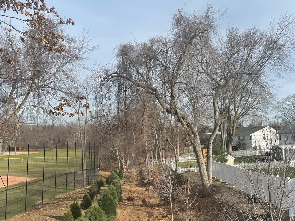Evergreen privacy screen planted along a ballfield fence