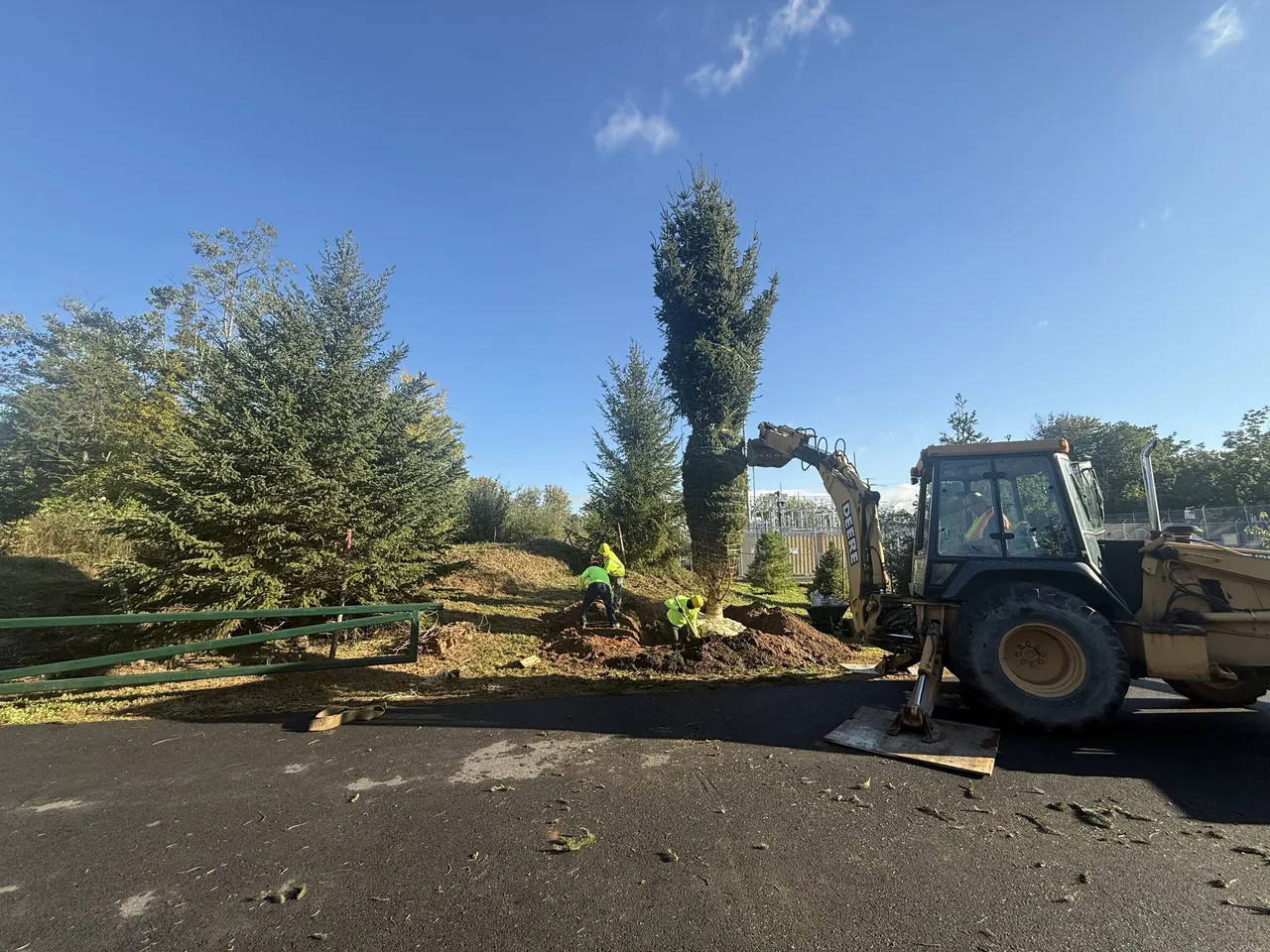 Crew setting a tall evergreen from the backhoe at the edge of the pavement