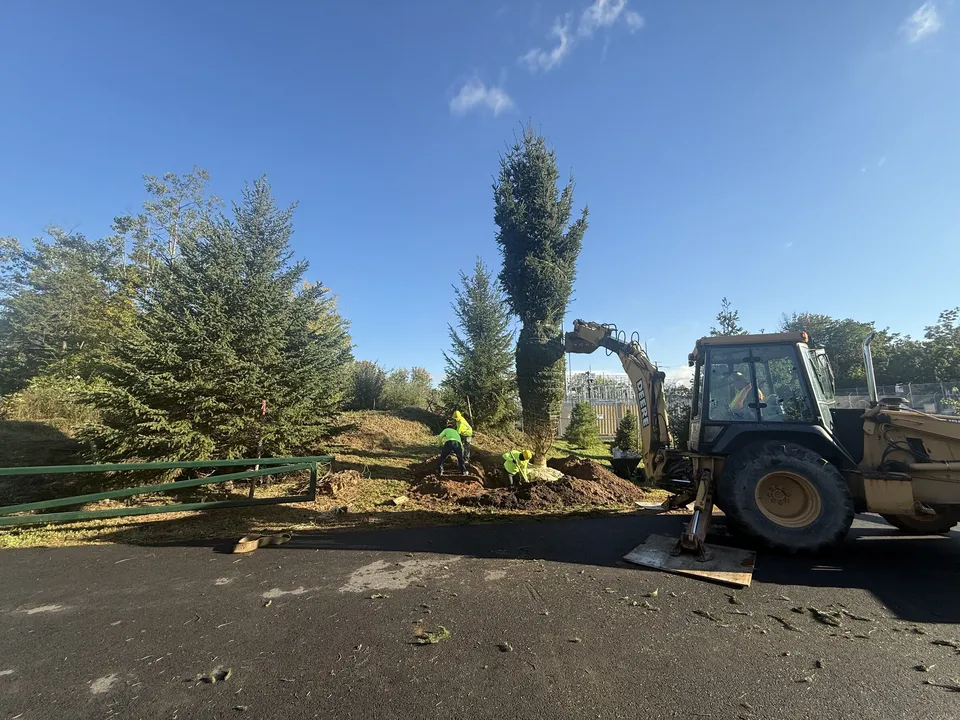 Crew setting a tall evergreen from the backhoe at the edge of the pavement