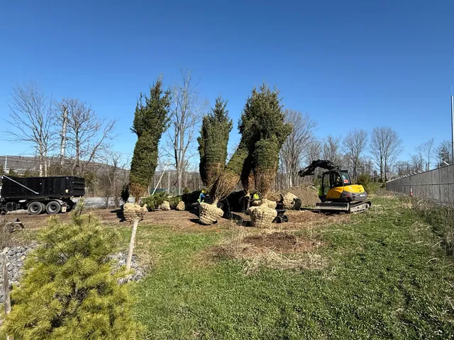 Large evergreens staged for planting along a property line
