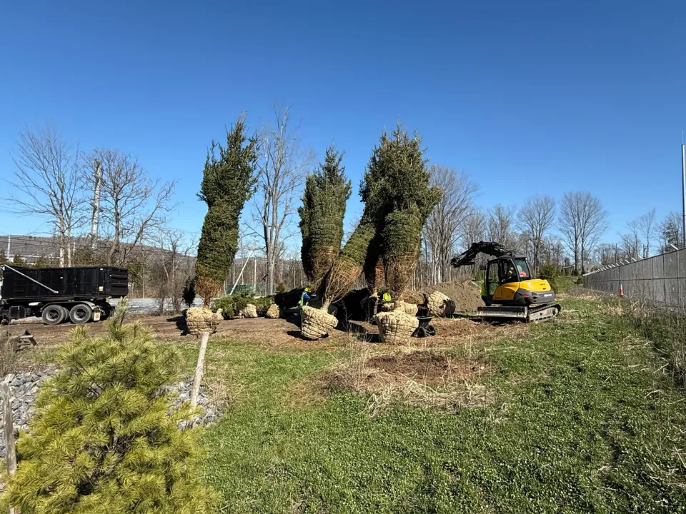Large evergreens staged for planting along a property line