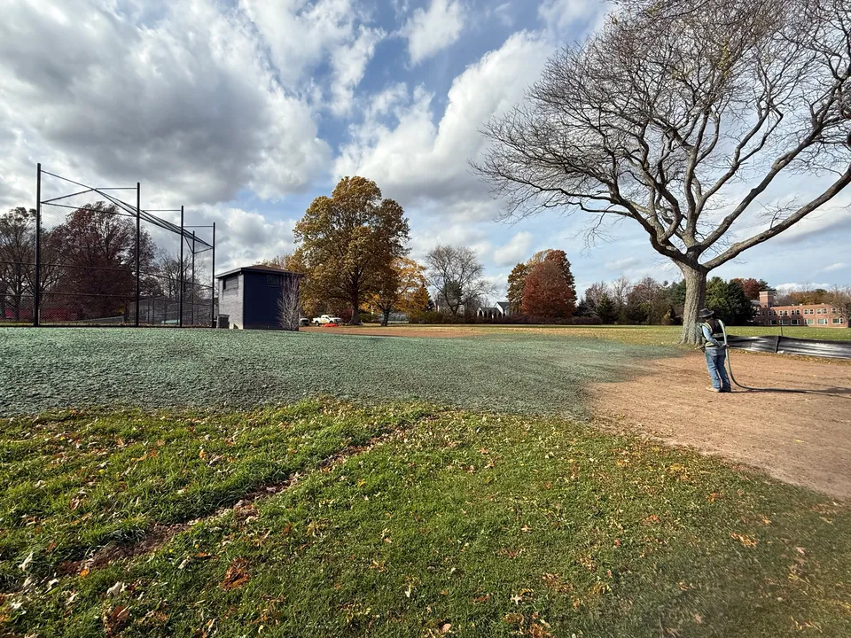Hydroseed coming in on a park field in autumn