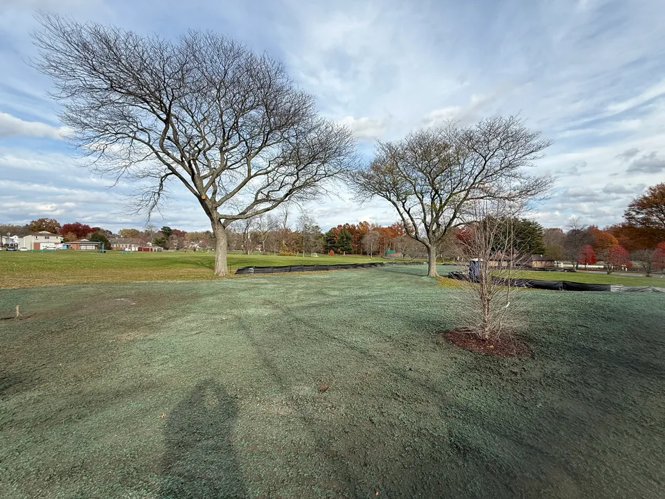 Hydroseeded park grounds around mature trees