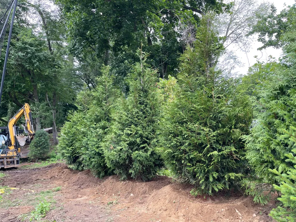 Large evergreens installed as a privacy screen with the excavator