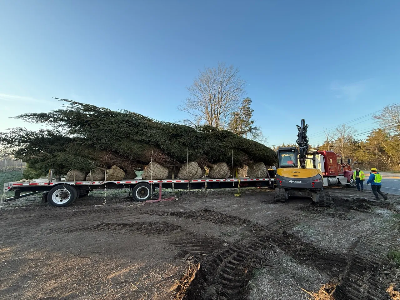 Large trees with burlap-wrapped root balls arriving on a flatbed