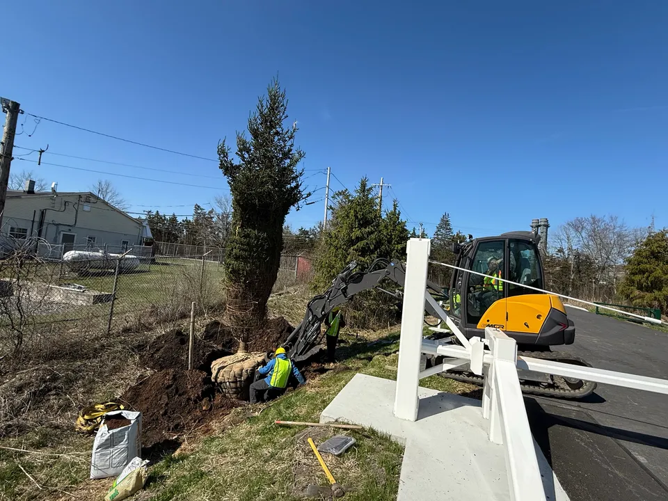 Planting a large evergreen beside a fence