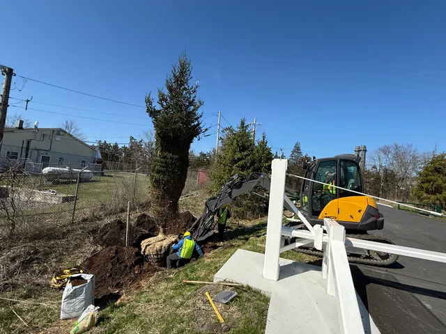 Planting a large evergreen beside a fence