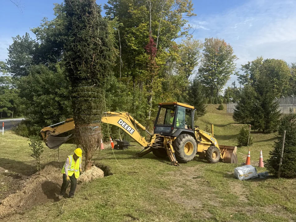 Crew guiding a large spruce off the backhoe into place