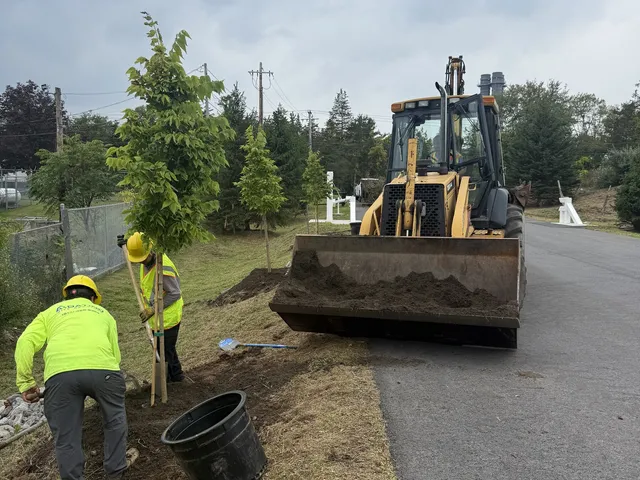 Crew planting a young shade tree along the road with the loader standing by