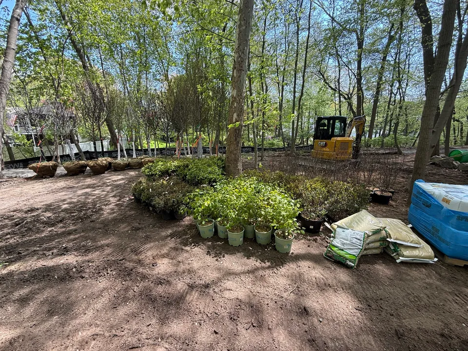 Shrubs and perennials staged for planting under the trees