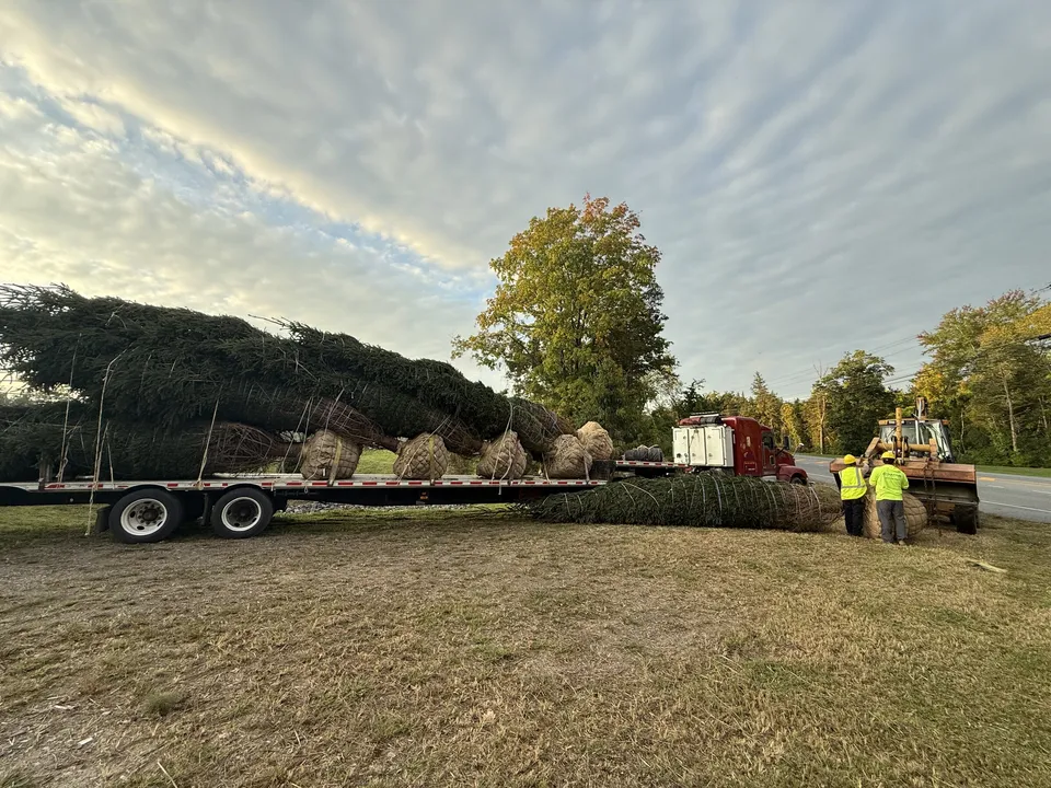 Flatbed of balled evergreens delivered for a large screen planting