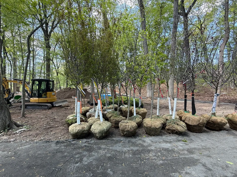 Trees with root balls staged in rows for planting